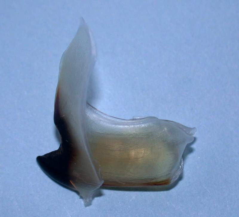 Loligo vulgaris